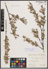 Salix burjatica Nasarow